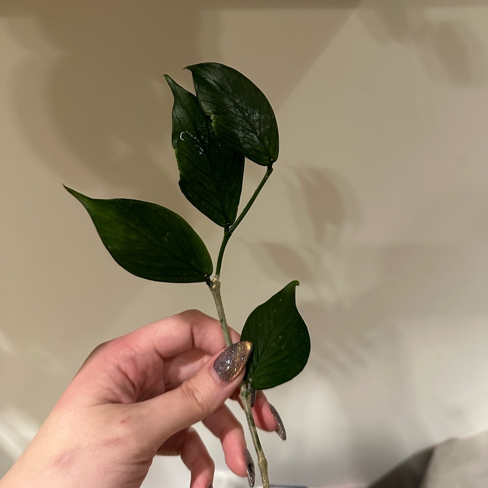 polyneura cutting RESERVED
